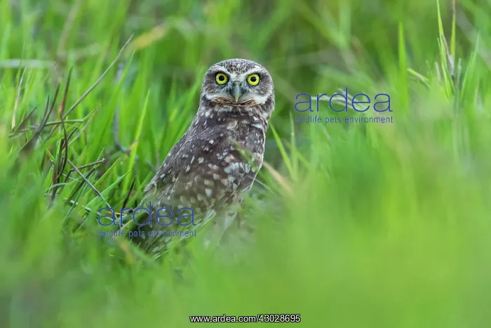  : Burrowing Owl, Los Llanos, Colombia