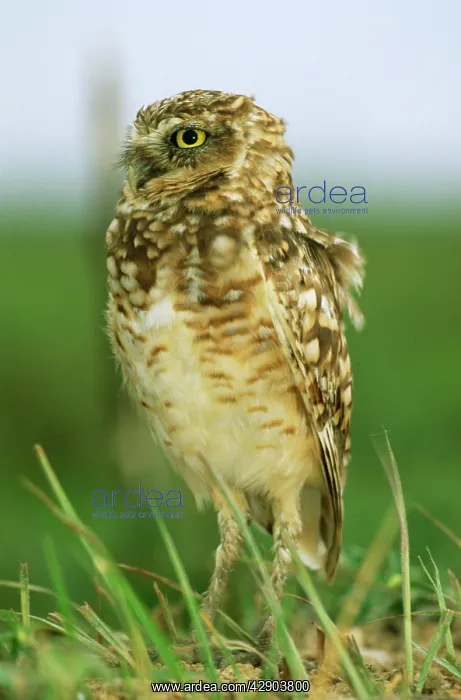 : BURROWING OWL - STANDS IN GRASS : BURROWING OWL - STANDS IN GRASS