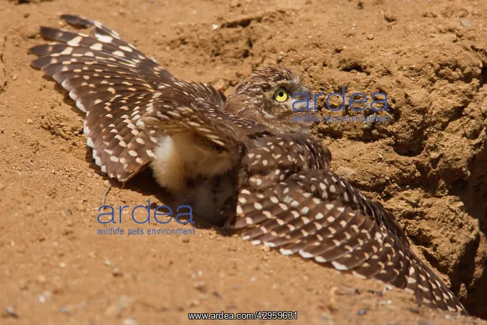 : Burrowing Owl - taking a sunbath by spreading its : Burrowing Owl - taking a sunbath by spreading its
