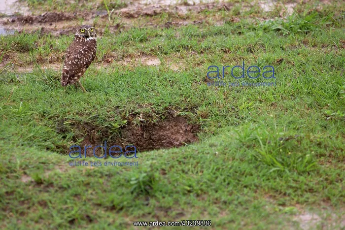 : Burrowing Owl Venezuela : Burrowing Owl Venezuela