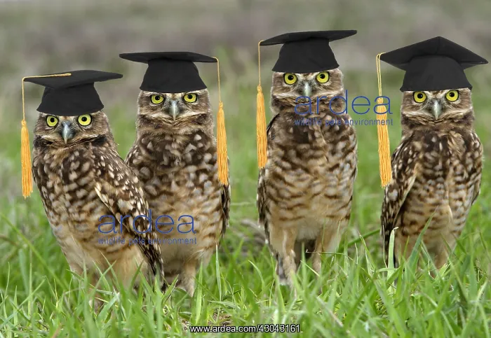 : Burrowing Owl, wearing graduation mortar board hats : Burrowing Owl, wearing graduation mortar board hats