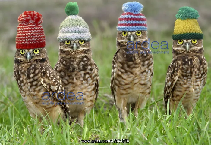  : Burrowing Owl, wearing woolly hats