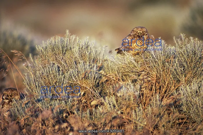 : Burrowing Owls : Burrowing Owls