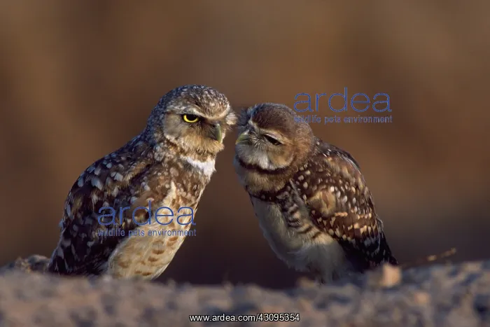 : Burrowing owls : Burrowing owls