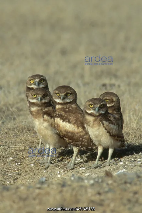 : Burrowing Owls : Burrowing Owls