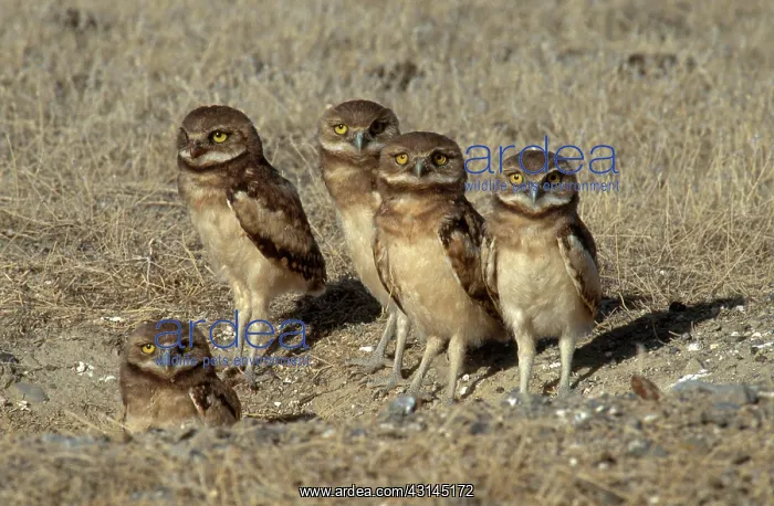 : Burrowing Owls : Burrowing Owls
