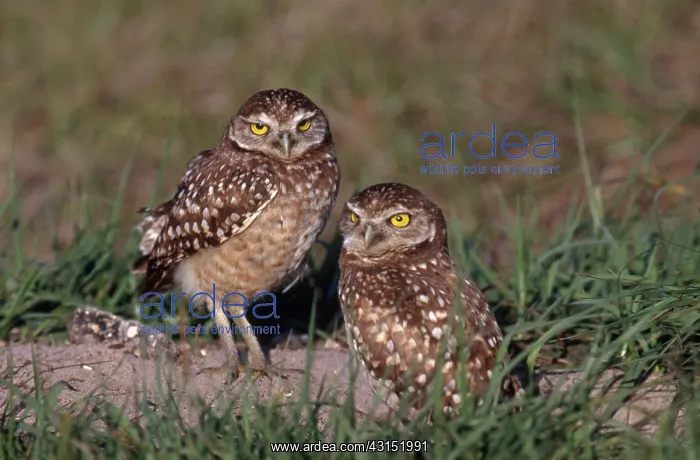 : Burrowing Owls : Burrowing Owls