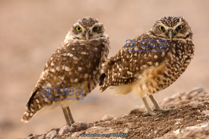  : burrowing owls, (Athene cunicularia), Arizona