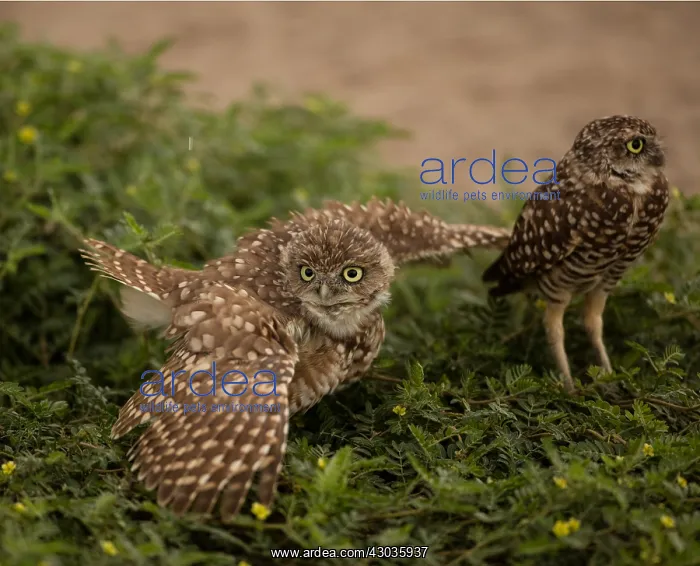 : burrowing owls (Athene cunicularia), Arizona : burrowing owls (Athene cunicularia), Arizona