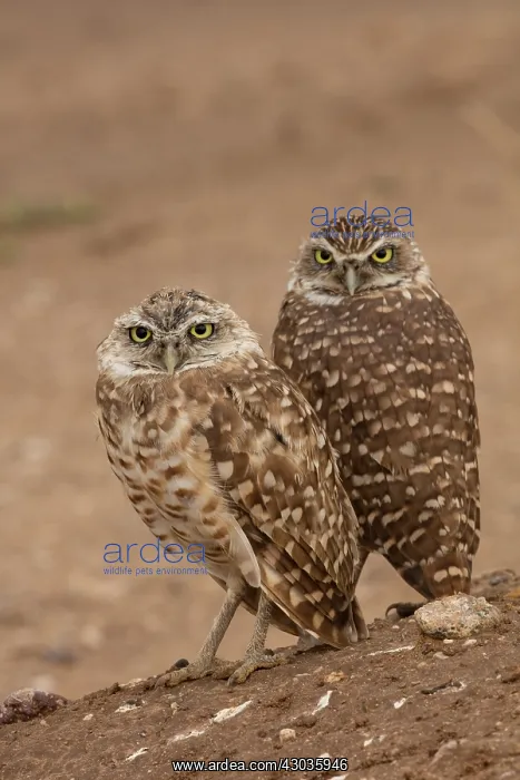  : burrowing owls, (Athene cunicularia), Arizona