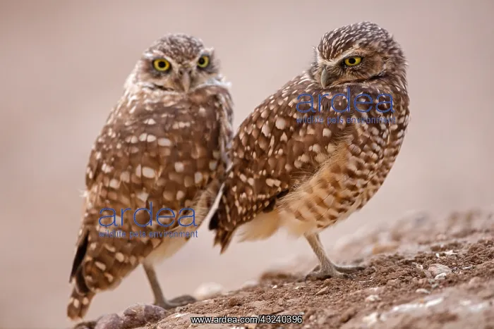 : burrowing owl(s), (Athene cunicularia), Arizona : burrowing owl(s), (Athene cunicularia), Arizona