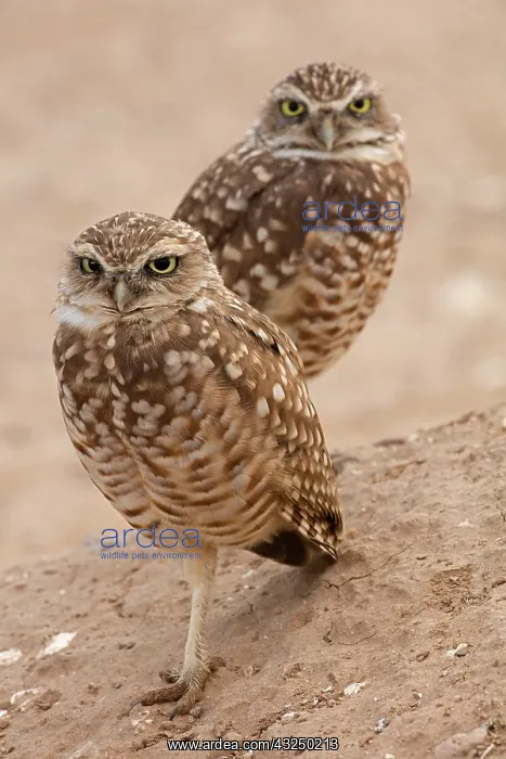  : burrowing owls, (Athene cunicularia), Arizona