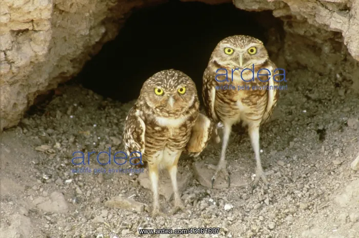 : Burrowing Owls at burrow : Burrowing Owls at burrow