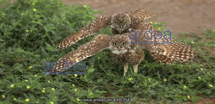 : Burrowing owls, performing rain dance, Sonoran : Burrowing owls, performing rain dance, Sonoran