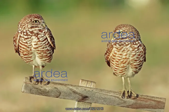 : Burrowing Owls (Speotyto cunicularia, Athene cunicularia) : Burrowing Owls (Speotyto cunicularia, Athene cunicularia)