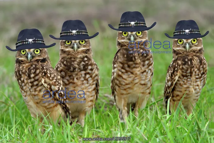 : Burrowing Owls wearing cowboy hats : Burrowing Owls wearing cowboy hats