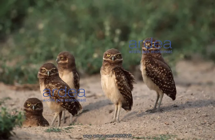 : BURROWING OWLS - x five at burrow : BURROWING OWLS - x five at burrow