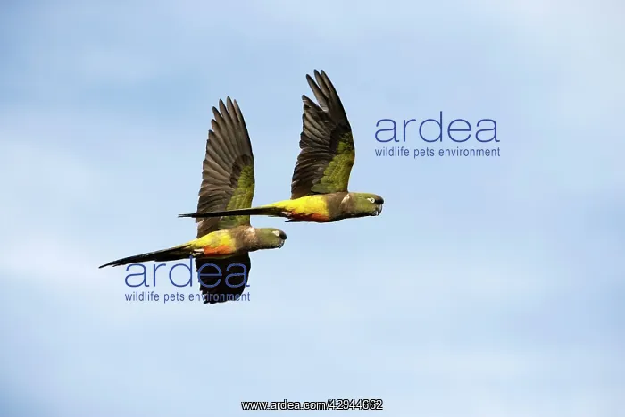 : Burrowing Parrot (Patagonian conure) ('Barranquero') : Burrowing Parrot (Patagonian conure) ('Barranquero')