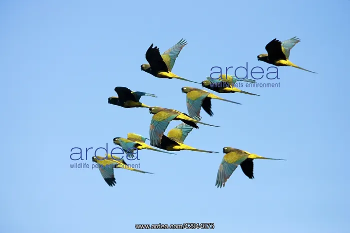 : Burrowing Parrot / Patagonian conure ('Barranquero') : Burrowing Parrot / Patagonian conure ('Barranquero')