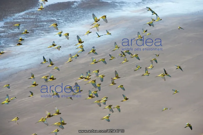 : Burrowing Parrot / Patagonian conure ('Barranquero') : Burrowing Parrot / Patagonian conure ('Barranquero')