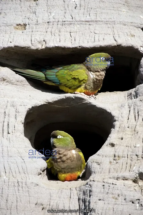 : Burrowing Parrot / Patagonian conure ('Barranquero') : Burrowing Parrot / Patagonian conure ('Barranquero')