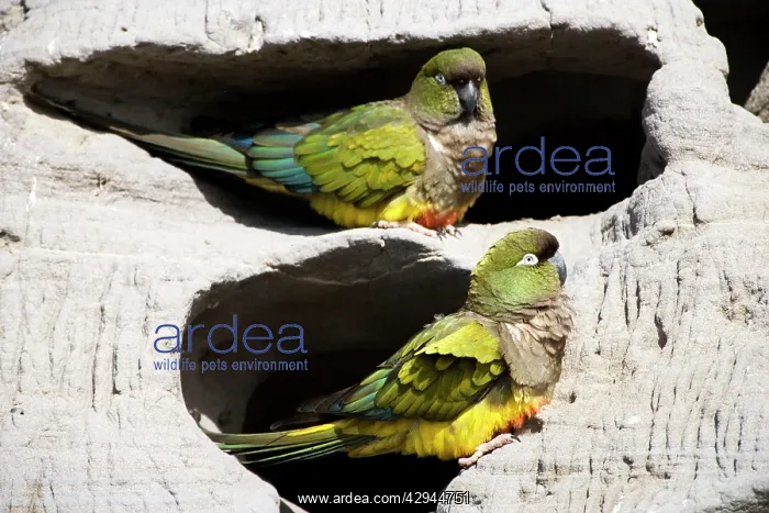 : Burrowing Parrot / Patagonian conure ('Barranquero') : Burrowing Parrot / Patagonian conure ('Barranquero')