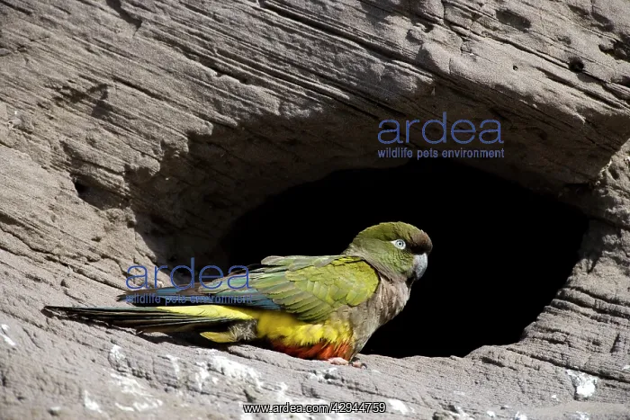 : Burrowing Parrot (Patagonian conure) ('Barranquero') : Burrowing Parrot (Patagonian conure) ('Barranquero')