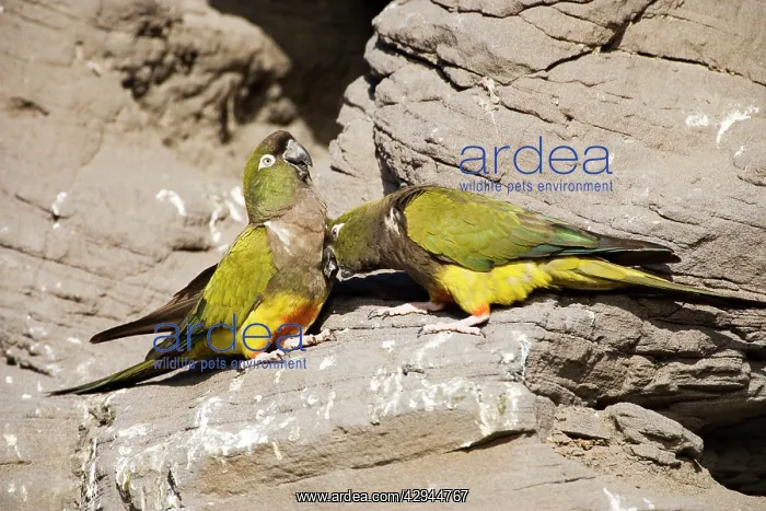 : Burrowing Parrot / Patagonian conure ('Barranquero') : Burrowing Parrot / Patagonian conure ('Barranquero')