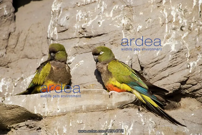 : Burrowing Parrot / Patagonian conure ('Barranquero') : Burrowing Parrot / Patagonian conure ('Barranquero')