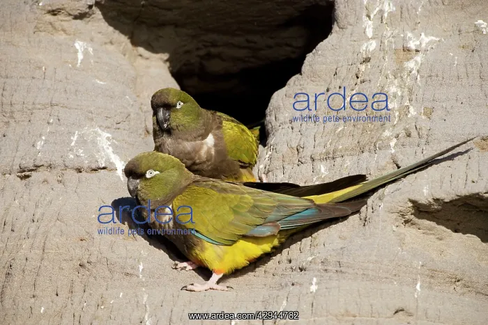 : Burrowing Parrot / Patagonian conure ('Barranquero') : Burrowing Parrot / Patagonian conure ('Barranquero')