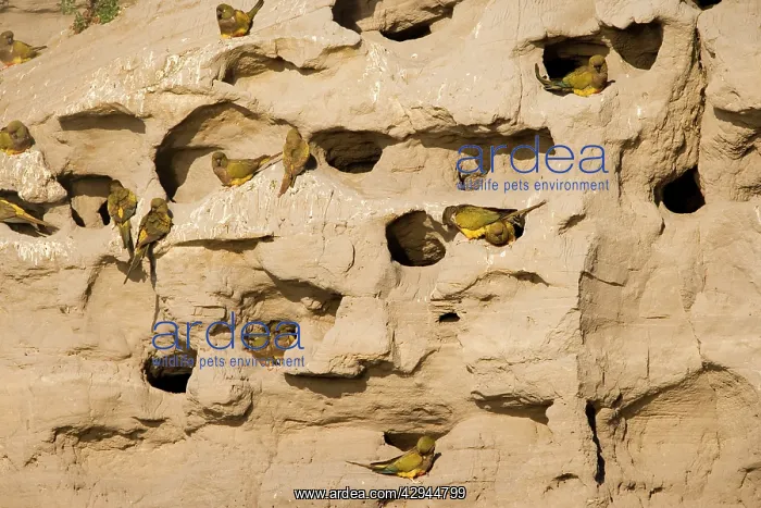 : Burrowing Parrot / Patagonian conure ('Barranquero') : Burrowing Parrot / Patagonian conure ('Barranquero')