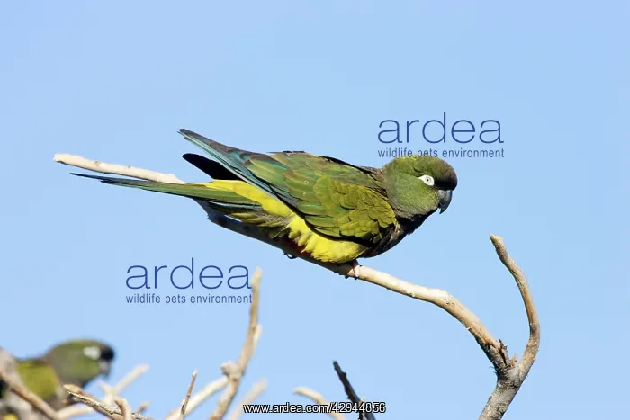 : Burrowing Parrot / Patagonian conure ('Barranquero') : Burrowing Parrot / Patagonian conure ('Barranquero')