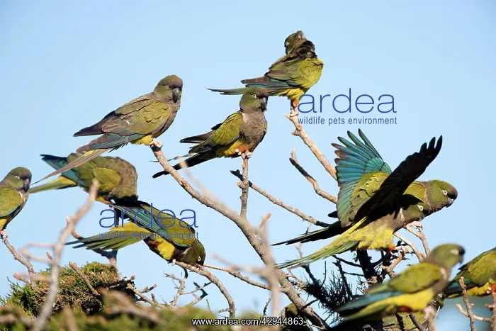 : Burrowing Parrot / Patagonian conure ('Barranquero') : Burrowing Parrot / Patagonian conure ('Barranquero')