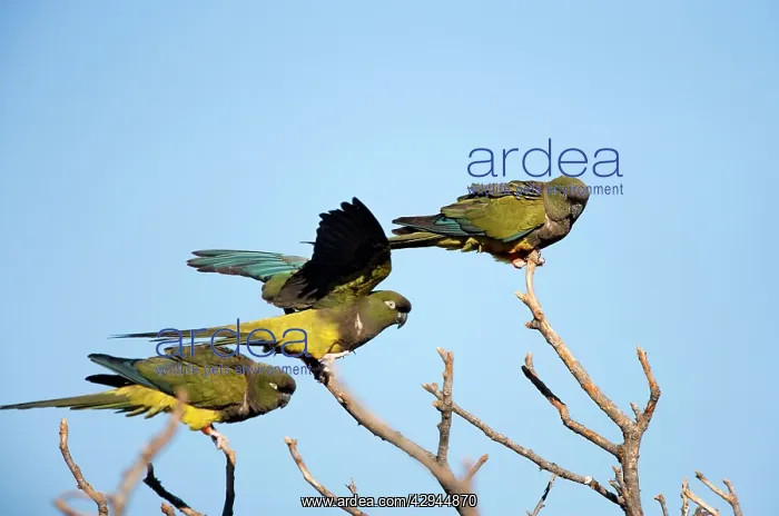  : Burrowing Parrot  /  Patagonian conure ('Barranquero')