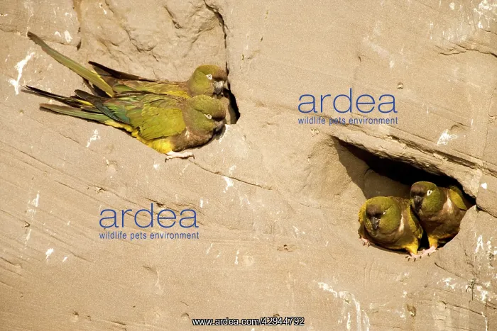  : Burrowing Parrot  /  Patagonian conure ('Barranquero')Nesting