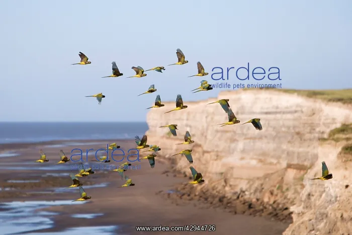  : Burrowing Parrot  /  Patagonian conure ('Barranquero')Parrots