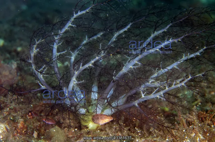 : Burrowing Sea Cucumber - buried with tentacles catching : Burrowing Sea Cucumber - buried with tentacles catching