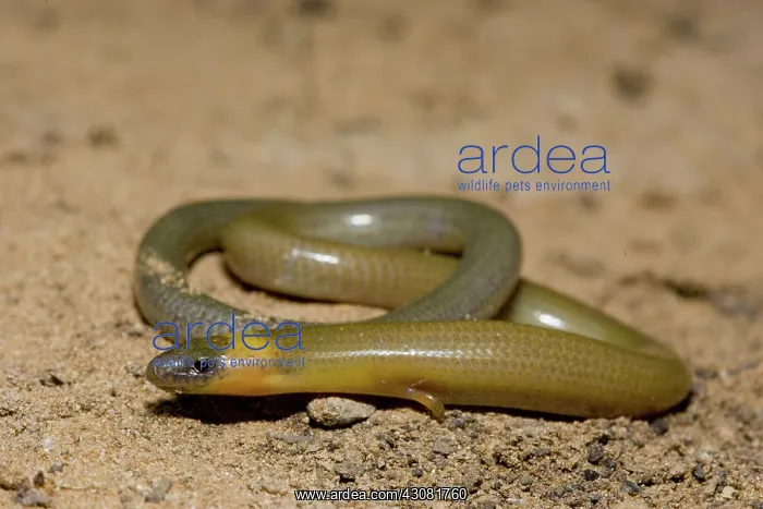 : Burrowing Skink : Burrowing Skink