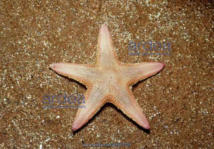 : BURROWING STARFISH-ON SAND : BURROWING STARFISH-ON SAND