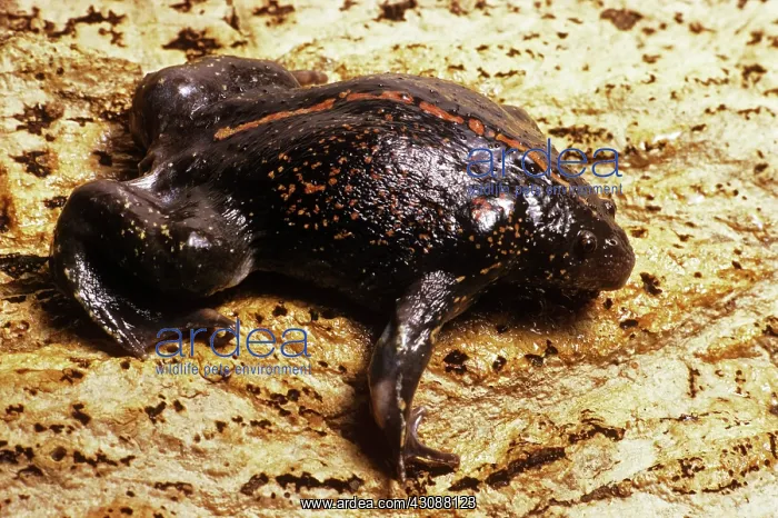 : Burrowing Toad : Burrowing Toad