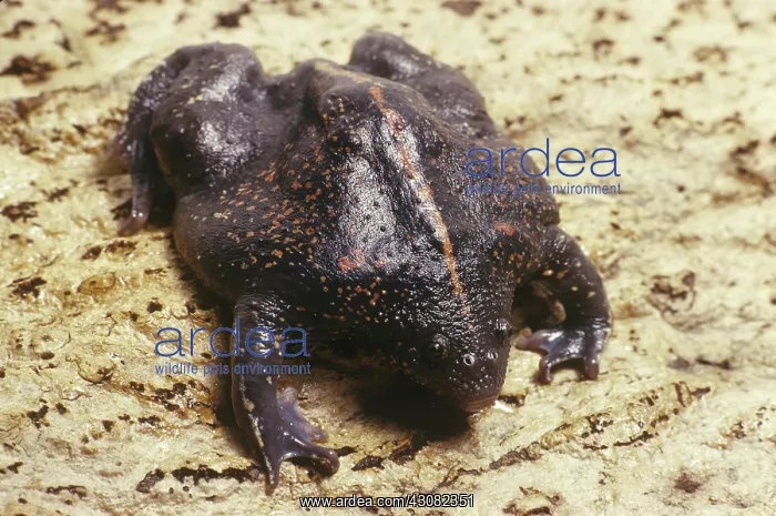 : Burrowing Toad (Rhinophrynus dorsalis) : Burrowing Toad (Rhinophrynus dorsalis)
