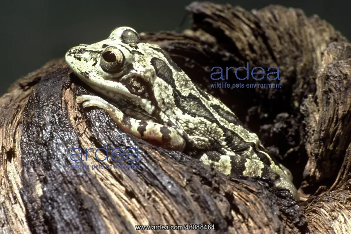 : Burrowing Tree Frog : Burrowing Tree Frog
