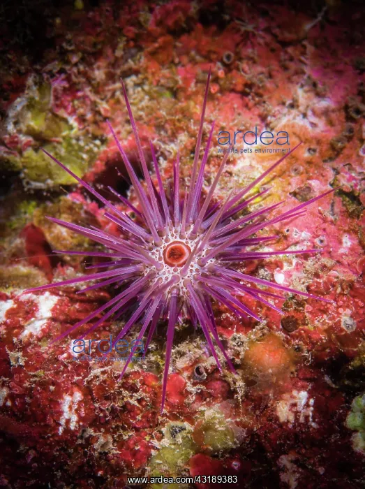 : Burrowing urchin (Echinometra mathaei), Tahiti : Burrowing urchin (Echinometra mathaei), Tahiti