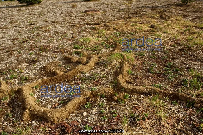 : Burrows of a mountain Pocket Gopher in alpine meadow : Burrows of a mountain Pocket Gopher in alpine meadow
