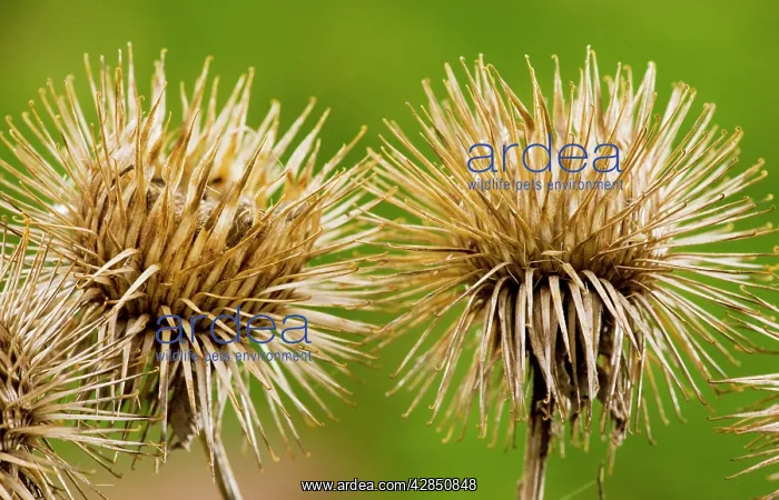 : Burs of Greater Burdock - in autumn : Burs of Greater Burdock - in autumn