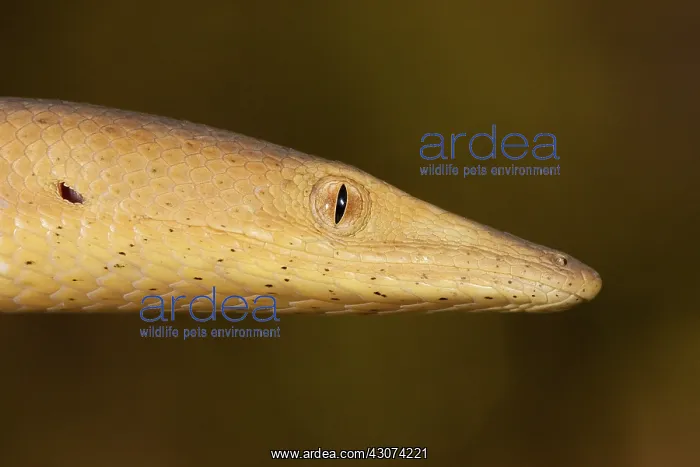 : Burtons Legless Lizard : Burtons Legless Lizard