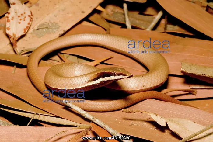 : Burton's legless lizard : Burton's legless lizard