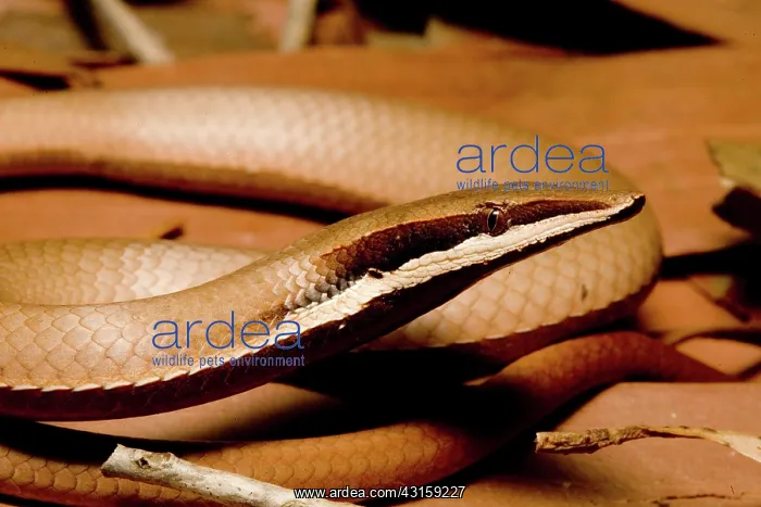 : Burton's legless lizard : Burton's legless lizard