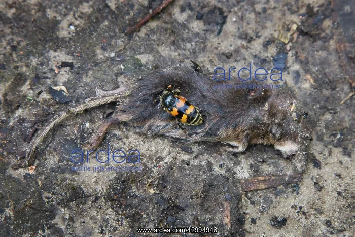 : Burying Beetle - with dead mouse : Burying Beetle - with dead mouse