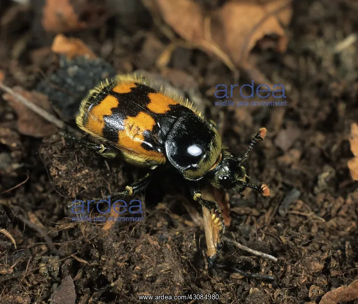 : Burying Beetle (Nicrophorus vespillo) : Burying Beetle (Nicrophorus vespillo)